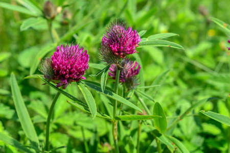 Bright purple Trifolium alpestre flower heads on a green blurred background. Young juicy blooming...