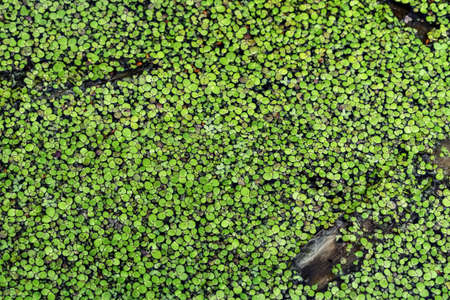 Green natural texture of lesser duckweed close-up. Swamp freshwater floating plant with round leaves. Natural abstract patternの写真素材