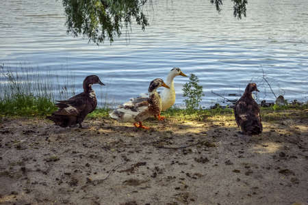 Four adult multi-colored ducks stand on the shore of the pond. Free-range domestic ducks. Agricultural background with copy spaceの写真素材