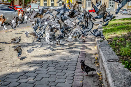 Huge flock of doves take off from the sidewalk in the city. Multicolored pigeons fly against the background of the cityscape with cars on the roadの写真素材