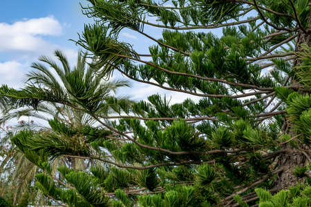 Natural abstract background with the branches of the coniferous Araucaria heterophylla tree. Green...