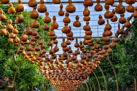 Lots of dried pumpkin lanterns on Hukumet Cd. Street in Alanya (Turkey). Texture of yellow-orange shell of the winter squash, outdoorsの写真素材