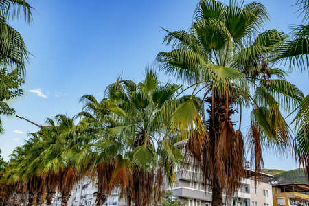 Palm trees grow in a row along a street in Alanya (Turkey). Many fan palms on the background of blue sky in a tropical city outdoorsの写真素材