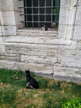 Black and white mother cat at the foot of the wall looks at a cute kitten in the window, vertical. Animal family outdoors on the background of ancient wall in Suleymaniye Mosque in Istanbul (Turkey)の写真素材