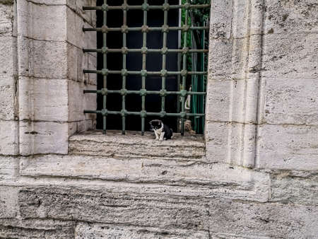 A cute black and white kitten sits in a window with a steel grate on the ancient wall of the Suleymaniye mosque in Istanbul (Turkey). A small cat looks down, sitting high on a hole in the fenceの写真素材