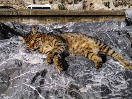 A sleeping adult tabby cat basking on granite stones on the embankment of the Bosphorus in Istanbul, Turkey. Concept of happy life of homeless animals in Turkeyの写真素材