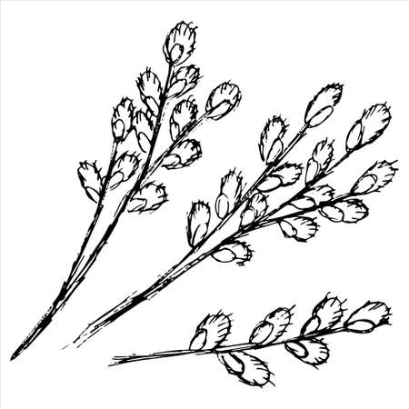 Three black and white grunge contour willow branches with catkins-flowers. Simple rough sketch of a spring plantのイラスト素材