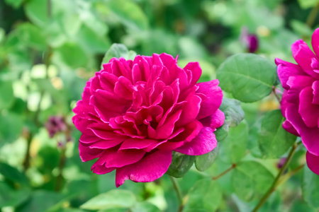 Large crimson rose flower of the Big Purple variety on a green background. Beautiful pink rose growing outdoors on a flower bed in a garden or parkの写真素材
