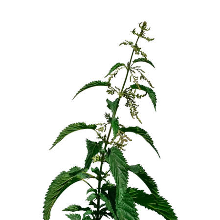 Blooming stalk of the common nettle isolated on white background. Raster clipart of a useful Urtica...