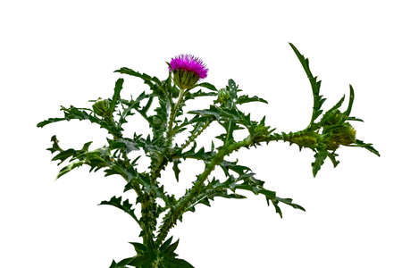 Growing Onopordum algeriense bush isolated on white background. Wild thistle plant with purple flower on green stems with thornsの写真素材