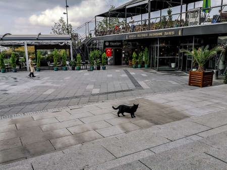 Istanbul, Turkey - October 29, 2019: Black cat on the square in front of the Vavelya Cafe & Restaurant in Istanbul. Homeless animals on the city streets of a Turkish tourist townのeditorial素材