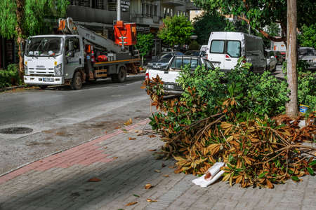 Alanya, Turkey - October 23, 2020: A pile of cut branches with dry leaves on the background of an...