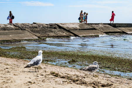 Zaliznyi Port, Ukraine - July 23, 2020: People in swimsuits stand on a concrete pier in the dirty Black Sea at Zaliznyi Port. Two seagulls, standing on the white sand of the beach, look at the rotten green algae near the shore on the surface of blue waterのeditorial素材
