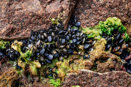 A colony of black bivalve seashells grows on red granite stones in the Black Sea in Zalizny Port (Ukraine). Natural pattern of small musselsの写真素材