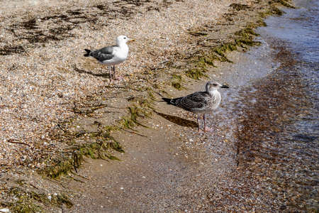Adult and young great black-backed gulls stand on the coast of the Black Sea covered with algae. Two seabirds on the seashell beach at Zaliznyi port (Kherson region, Ukraine)の写真素材