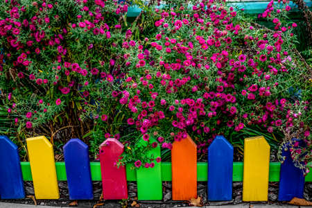 A tall bush with many bright crimson aster novi belgii flowers behind a bright rainbow fence in Gorky Park in Kharkiv (Ukraine). Landscaping flower beds with autumn flowersの写真素材