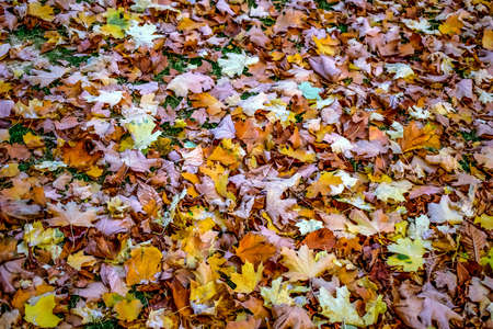 Texture of yellow-orange fallen leaves. Natural pattern of dry foliage on the ground in the park
