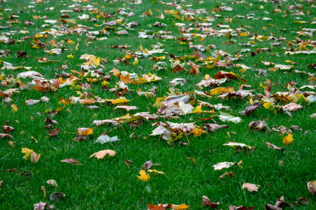 Natural texture of fallen leaves scattered on bright green grass. Autumn contrast background