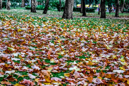 Many fallen leaves on green grass in Gorky Park in Kharkiv (Ukraine). Autumn in the city garden. Background with copy spaceの写真素材