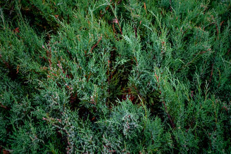 Green juniper bush surface texture. Natural floral pattern of the conifer twigの写真素材