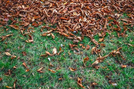 Autumn natural geometric background with copy space. Two stripes - orange from dry chestnut leaves and green from growing fresh grassの写真素材