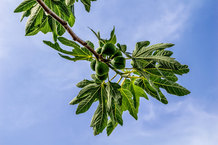 Green unripe fig fruits grow on branch isolated on blue sky background. Branch of a tree with edible fruits close-upの写真素材