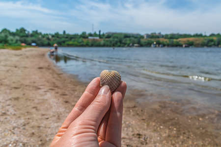 Female hand holds a scallop shell against the background of a blurred sandy beach with blue water....