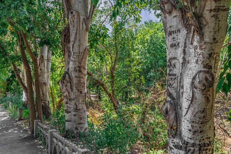 Mykolaiv, Ukraine - July 26, 2020: Alley of trees with inscriptions on the bark in Peremohy Park in...
