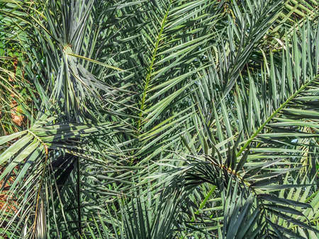 Natural texture of palm leaves, close-up. Abstract pattern of green pinnate leavesの写真素材