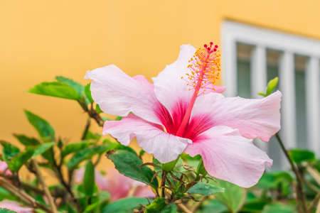 Pastel pink Chinese hibiscus isolated on yellow wall background. Stamens, pistils and petals of rose mallow flower close-up. Flora of the Canary Islandsの写真素材