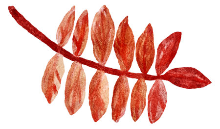 Hand-drawn orange fallen ash leaf. Raster watercolor illustration isolated on transparent or white backgroundの写真素材