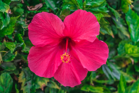 Purple shoeblack plant flower close-up. Stamens and pistils of the Hibiscus rosa-sinensis among the petalsの写真素材