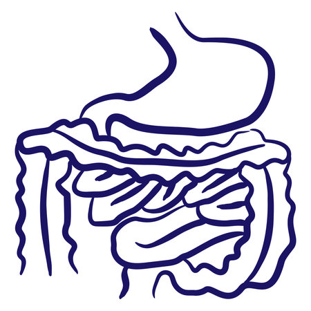 Digestive system minimal vector icon drawn with brush line. Blue linear medical pictogram isolated on transparent backgroundのイラスト素材