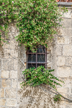 Flowering caper bushes grow on an ancient stone wall with a wooden window behind a steel lattice in the Old Town Stari Grad in Budva, Montenegro. Floral architectural vintage vertical backgroundの写真素材