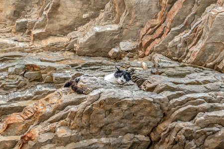 A black and white cat sleeps on a stone ledge in a rock from a layered mineral formations on Mogren Beach in Budva, Montenegro. Homeless animal relaxes basking in the sunの写真素材
