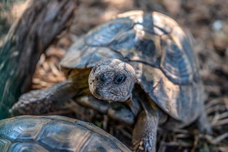 Portrait of a Hermann tortoise on a blurred background, close-up. Selective focus. Testudo hermanni...