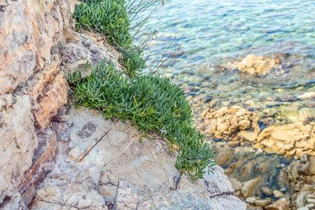 Succulent plant samphire or Crithmum maritimum grows on a rock on the background of the turquoise water of the Adriatic Sea in Budva, Montenegro. Natural geometric abstract background with copy spaceの写真素材