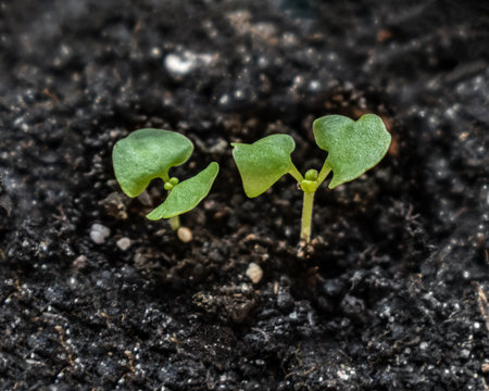 Two germinated sprouts of basil against a black blurred soil background. Seedling with first leaves, close-up. Growing culinary herbsの写真素材