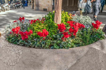 Red Cyclamens grow in an urban flower bed on Passeig de Gracia in Barcelona in autumn, Spain. Cityscape of a street decorated with ornamental flowers on a sunny day with a blurred backgroundの写真素材