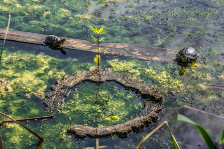 Two turtles bask sitting on a wooden board among a swampy pond in Trostyanets central park, Sumy Oblast, Ukraine. Natural pattern with wild reptiles on the background of a dirty water surfaceの写真素材