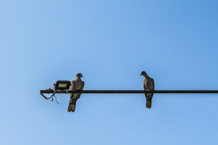 Two Eurasian collared doves sit on a street lamp, isolated on a blue sky background. A couple of wild birds - view from below. Natural background with copy spaceの写真素材