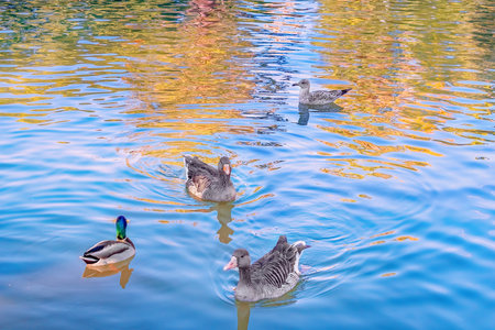 Wild geese, duck and seagull swim on the mirror surface of the pond with reflections of the blue sky and golden autumn trees in the water. Group of different waterfowl close-upの写真素材