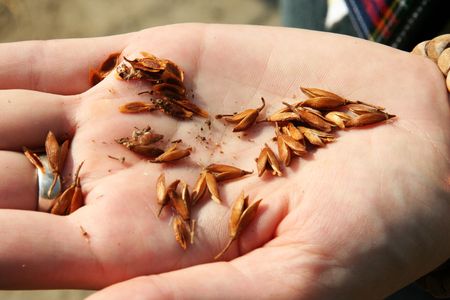 seeds in the hand
