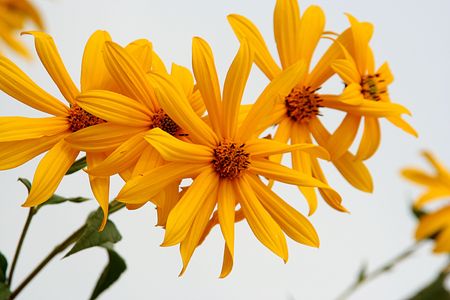 Yellow flowersの写真素材