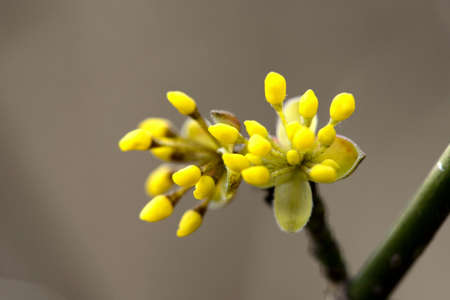 The first spring flowers. Flowering dogwoodの写真素材
