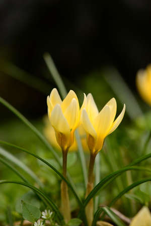 Primrose. Flowering crocuses