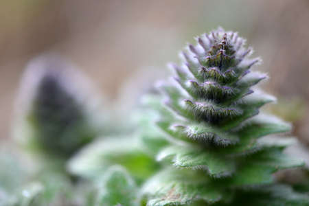 Primrose. The first spring flowersの写真素材