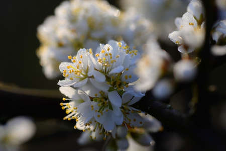 beautiful white flowers in small droplets of morning dew
