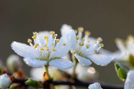 beautiful white flowers in small droplets of morning dew