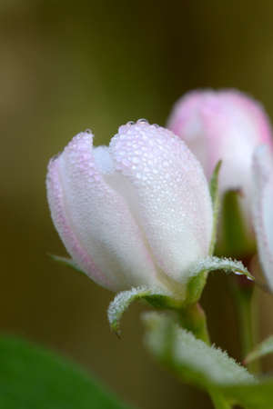 beautiful pink flower of an apple in the morning dewの写真素材